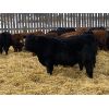 Image 4 : Brush Hills Ranch - 625# Steers - 41 Head (Bentley, AB)