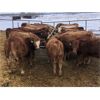 Image 2 : Bill Orlick - 685# Heifers - 42 Head (Calmar, AB)