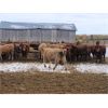 Image 3 : Bill Orlick - 685# Heifers - 42 Head (Calmar, AB)