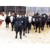 Image 2 : Bezan Cattle Corporation - 620# Steers - 120 Head (Neudorf, SK)