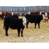 Image 3 : Bezan Cattle Corporation - 620# Steers - 120 Head (Neudorf, SK)