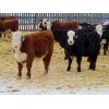 Image 4 : Bezan Cattle Corporation - 620# Steers - 120 Head (Neudorf, SK)