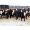 Image 5 : Bezan Cattle Corporation - 620# Steers - 120 Head (Neudorf, SK)