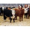 Image 6 : Bezan Cattle Corporation - 620# Steers - 120 Head (Neudorf, SK)
