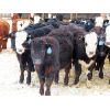 Image 7 : Bezan Cattle Corporation - 620# Steers - 120 Head (Neudorf, SK)