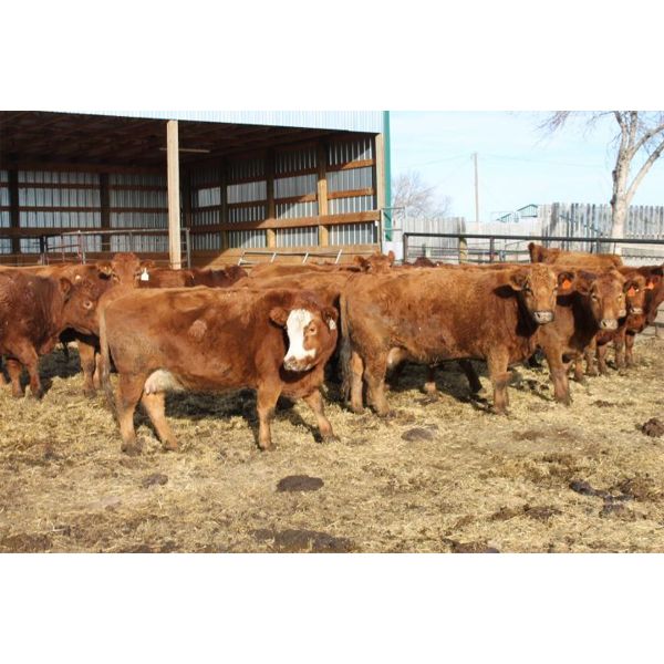 Jared Withage - Red/RBF Bred Cows - 10 Head (Monarch, AB)