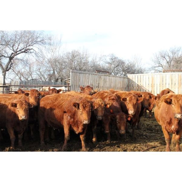 Jared Withage - Red Bred Cows - 9 Head (Monarch, AB)