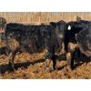 Image 3 : Wocknitz Farms - 950# Steers - 39 Head (Raymond, AB)
