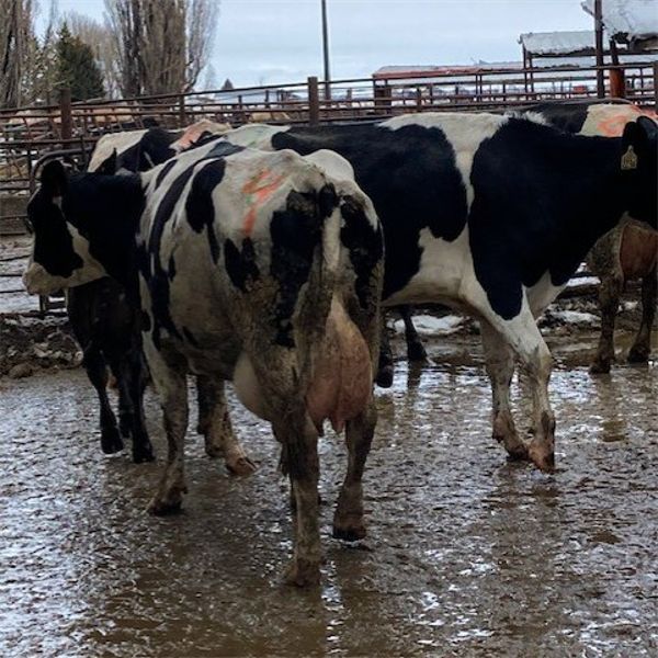 Idaho Dairies - 88 Head (Burley, ID)