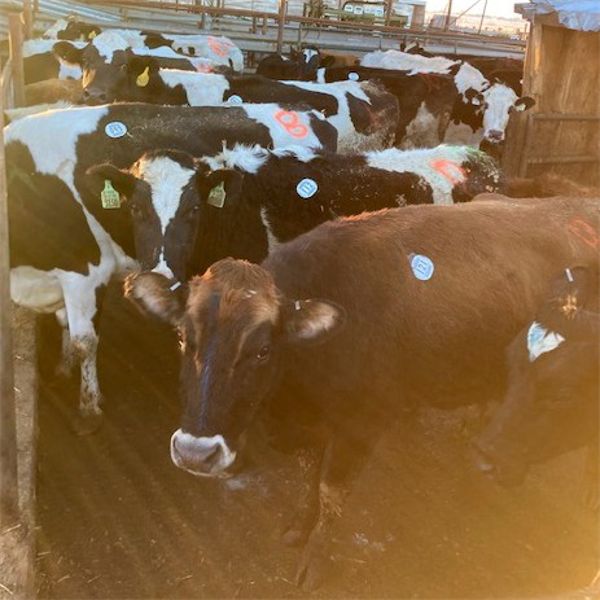 Idaho Dairies/Ranches - 95 Cows (Burley, ID)