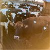 Image 1 : Idaho Dairies/Ranches - 95 Cows (Burley, ID)