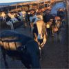 Image 3 : Idaho Dairies/Ranches - 95 Cows (Burley, ID)