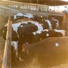 Image 4 : Idaho Dairies/Ranches - 95 Cows (Burley, ID)