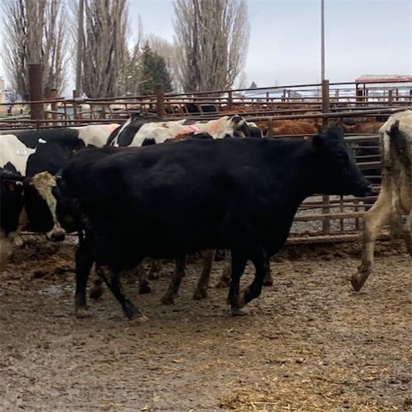 Idaho Dairies/Ranches - 83 Cows (Burley, ID)