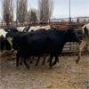 Image 1 : Idaho Dairies/Ranches - 83 Cows (Burley, ID)