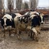 Image 2 : Idaho Dairies/Ranches - 83 Cows (Burley, ID)
