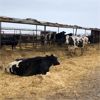 Image 4 : Idaho Dairies/Ranches - 83 Cows (Burley, ID)