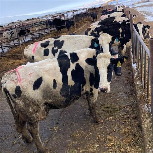 Idaho Dairies/Ranches - 61 Cows (Burley, ID)