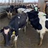 Image 2 : Idaho Dairies/Ranches - 61 Cows (Burley, ID)