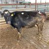 Image 3 : Idaho Dairies/Ranches - 61 Cows (Burley, ID)