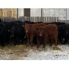 Image 1 : Dwayne Nicolay - 625# Heifers - 62 Head (Rocky Mountain House, AB)