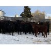 Image 3 : Dwayne Nicolay - 625# Heifers - 62 Head (Rocky Mountain House, AB)