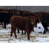 Image 6 : Dwayne Nicolay - 625# Heifers - 62 Head (Rocky Mountain House, AB)