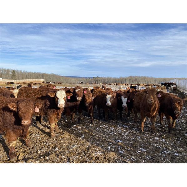 Cunningham Cattle Co. - 880# Steers - 280 Head (Sundre, AB)