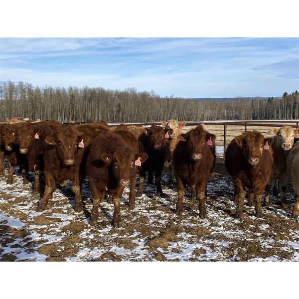 Cunningham Cattle Co. - 750# Steers - 70 Head (Sundre, AB)