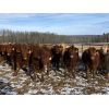 Image 1 : Cunningham Cattle Co. - 750# Steers - 70 Head (Sundre, AB)