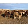 Image 2 : Cunningham Cattle Co. - 750# Steers - 70 Head (Sundre, AB)