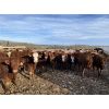 Image 3 : Cunningham Cattle Co. - 750# Steers - 70 Head (Sundre, AB)