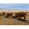 Image 5 : Cunningham Cattle Co. - 750# Steers - 70 Head (Sundre, AB)