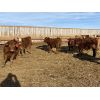 Image 6 : Cunningham Cattle Co. - 750# Steers - 70 Head (Sundre, AB)