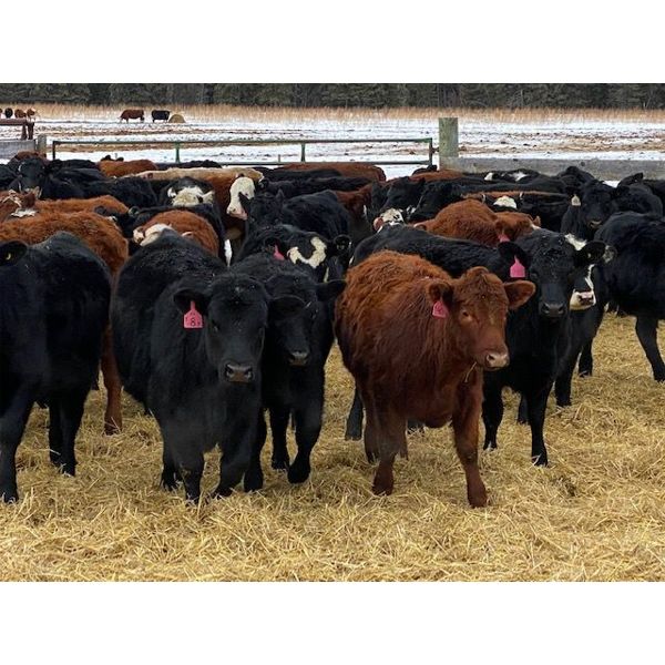 Joel Christian - 610# Heifers - 60 Head (Innisfail, AB)
