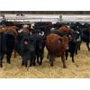 Image 1 : Joel Christian - 610# Heifers - 60 Head (Innisfail, AB)