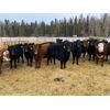 Image 4 : Joel Christian - 610# Heifers - 60 Head (Innisfail, AB)