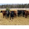 Image 5 : Joel Christian - 610# Heifers - 60 Head (Innisfail, AB)
