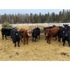 Image 6 : Joel Christian - 610# Heifers - 60 Head (Innisfail, AB)