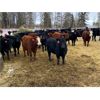 Image 9 : Joel Christian - 610# Heifers - 60 Head (Innisfail, AB)