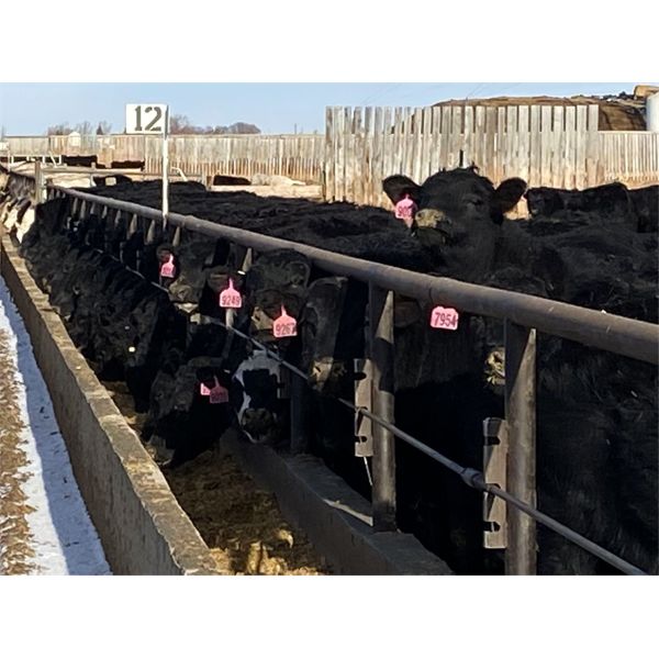 Nine Bar Ranch - 910# Steers - 178 Head (Fincastle, AB)