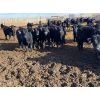 Image 2 : Nine Bar Ranch - 910# Steers - 178 Head (Fincastle, AB)
