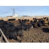 Image 4 : Nine Bar Ranch - 910# Steers - 178 Head (Fincastle, AB)