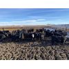 Image 5 : Nine Bar Ranch - 910# Steers - 178 Head (Fincastle, AB)