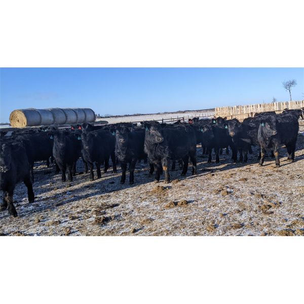 Jordan Hoopfer - 800# Heifers - 75 Head (Stettler, AB)
