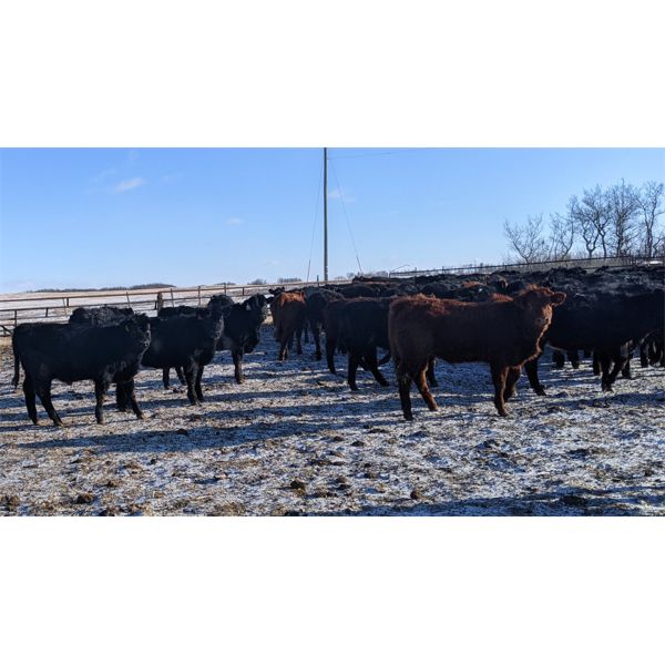Jordan Hoopfer - 650# Heifers - 95 Head (Stettler, AB)