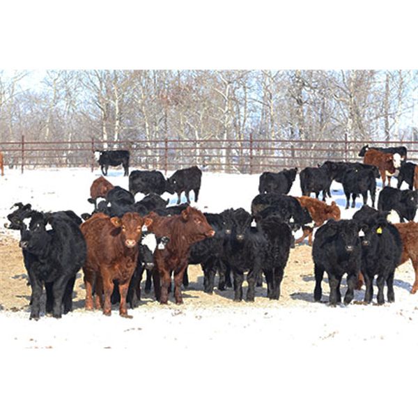 Coteau Ranch - 685# Heifers - 70 Head (Kisbey, SK)