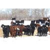 Image 1 : Coteau Ranch - 685# Heifers - 70 Head (Kisbey, SK)