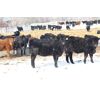 Image 5 : Coteau Ranch - 685# Heifers - 70 Head (Kisbey, SK)