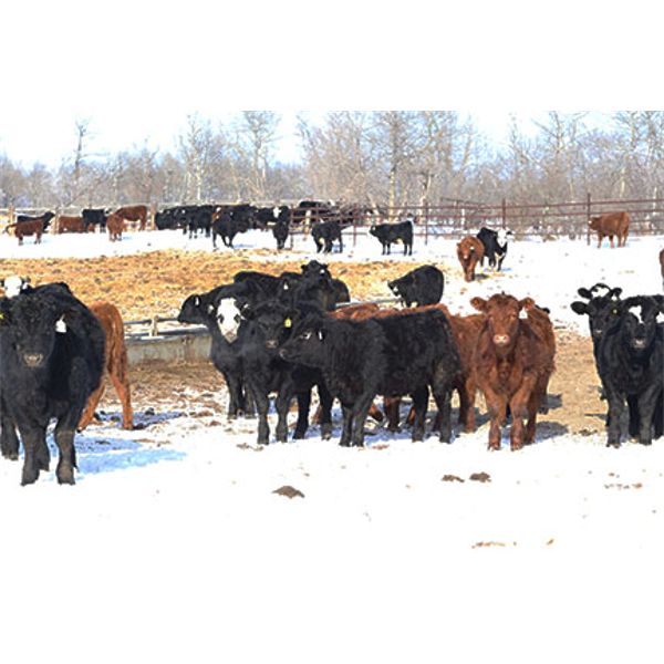 Coteau Ranch - 625# Steers - 60 Head (Kisbey, SK)